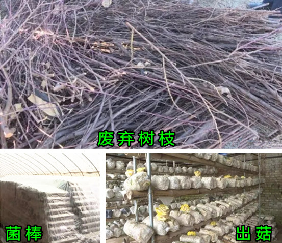 樹枝粉碎機(jī)開啟廢棄枝條資源化再利用